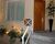 Casa, 3 quartos, 350 m² - Foto 4