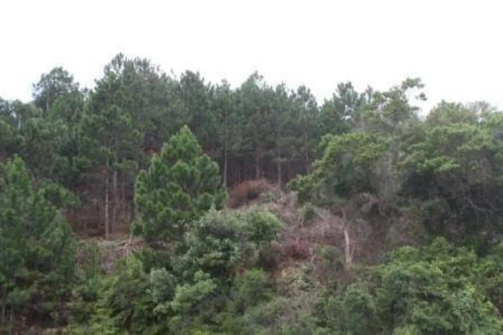 Terreno, 2 hectares - Foto 2