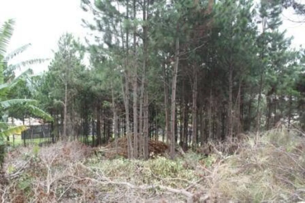 Terreno, 2 hectares - Foto 4
