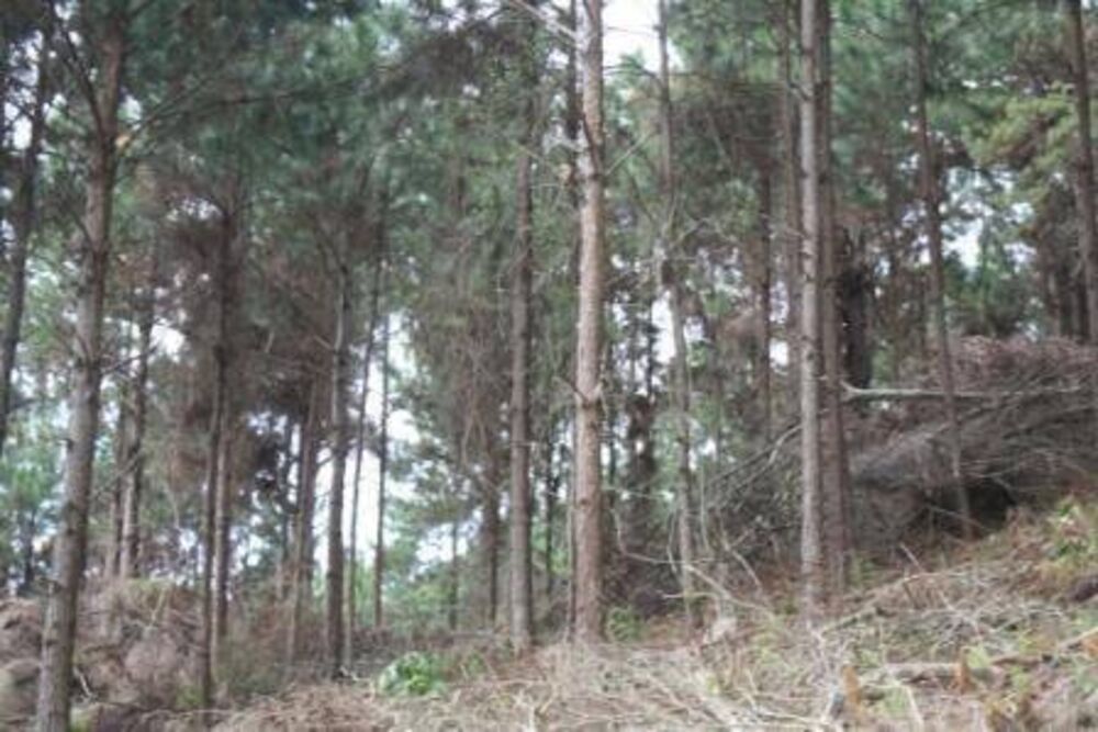Terreno, 2 hectares - Foto 2