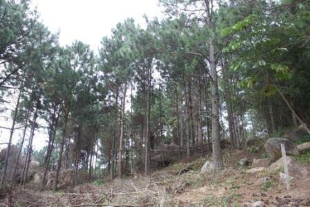 Terreno, 2 hectares - Foto 8