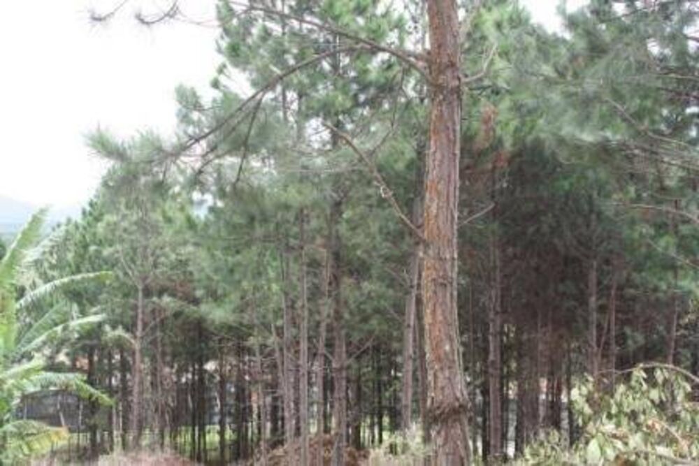 Terreno, 2 hectares - Foto 3