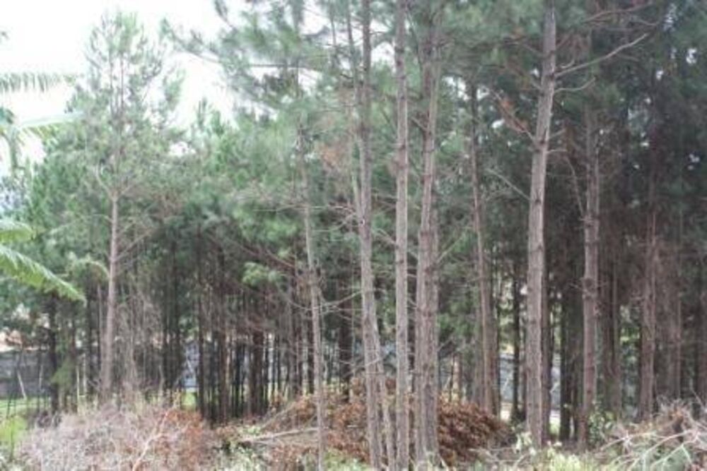 Terreno, 2 hectares - Foto 6