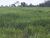 Fazenda-Sítio-Chácara - Foto 1
