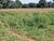 Fazenda-Sítio-Chácara - Foto 2