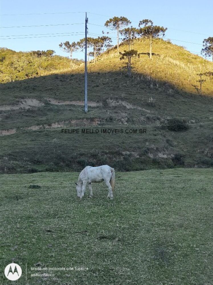 Sítio, 19 hectares - Foto 10