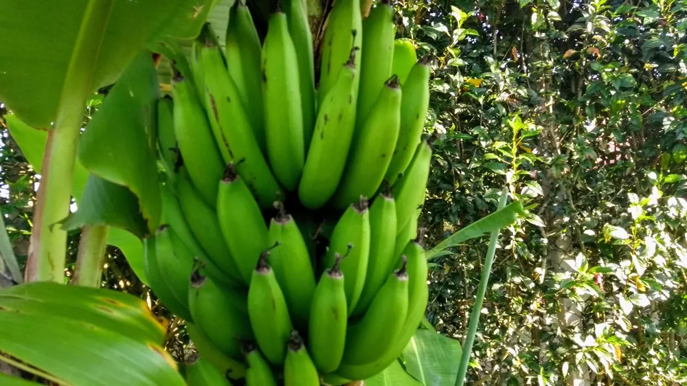 Chácara, 2 quartos, 306 m² - Foto 8