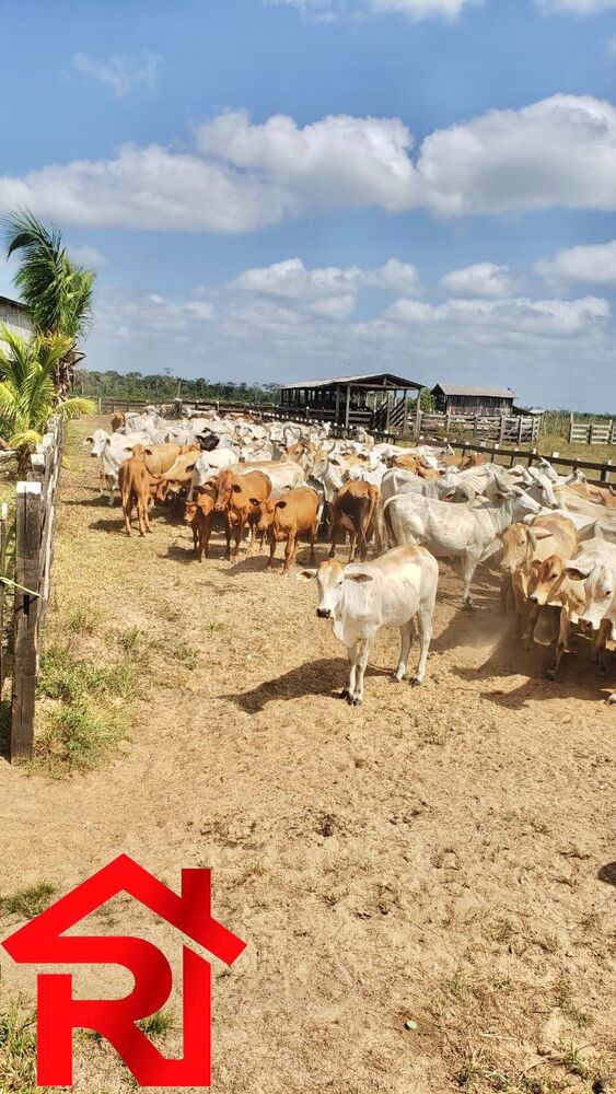 Fazenda - Foto 6