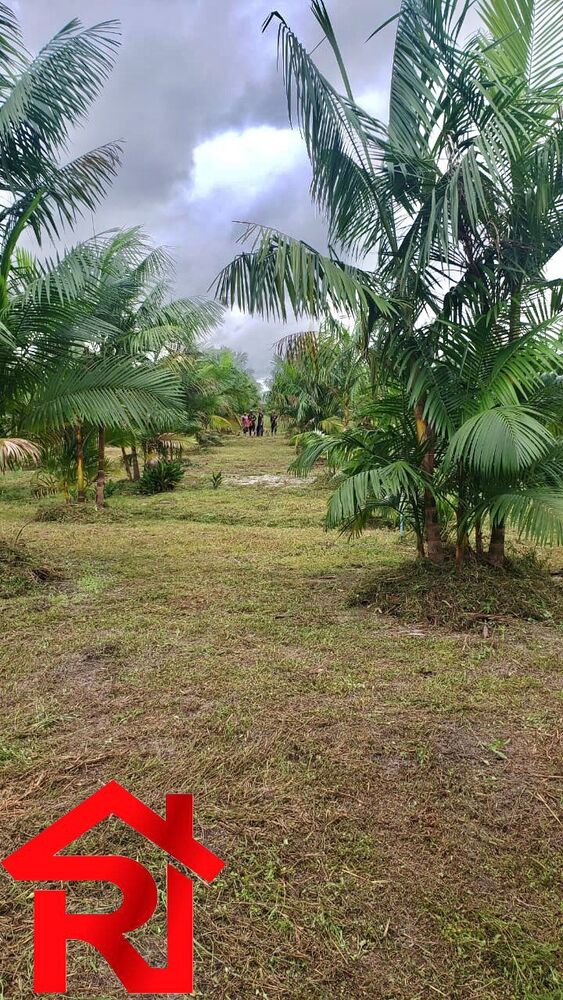 Fazenda - Foto 5