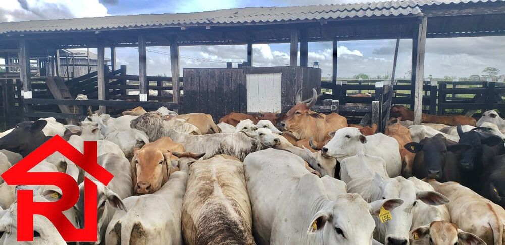 Fazenda - Foto 8