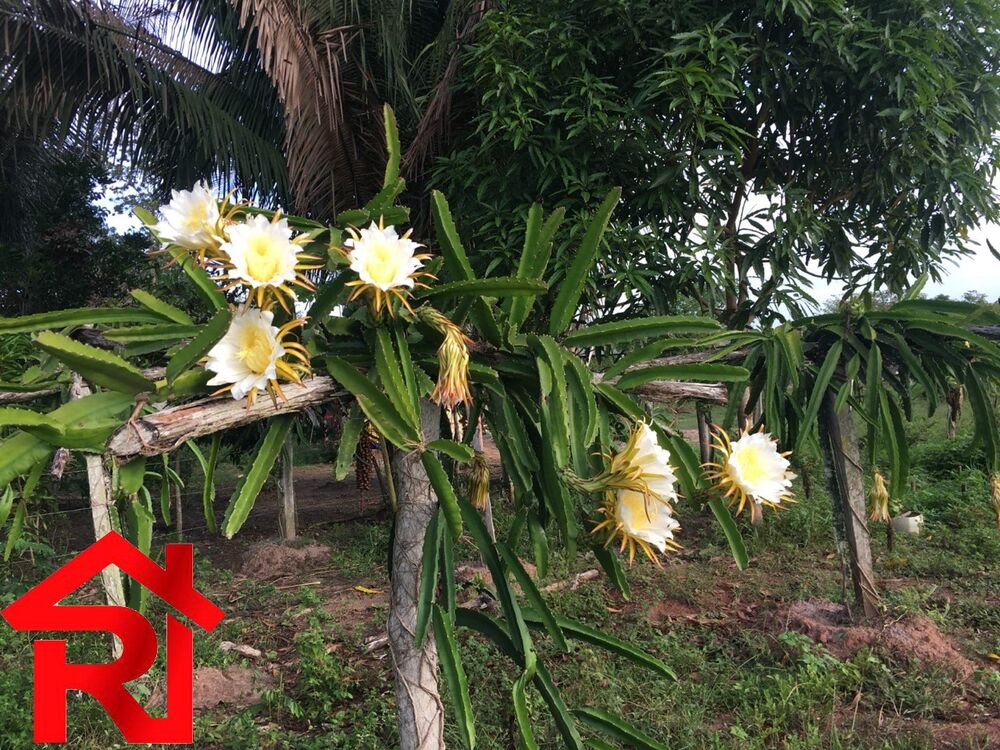 Fazenda à venda - Foto 1
