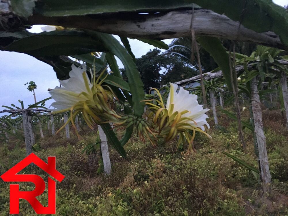 Fazenda à venda - Foto 20