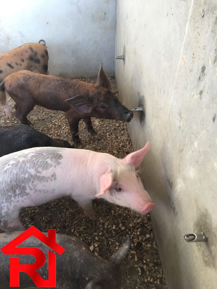 Fazenda à venda - Foto 12