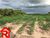 Fazenda-Sítio-Chácara - Foto 4