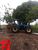 Fazenda-Sítio-Chácara - Foto 3