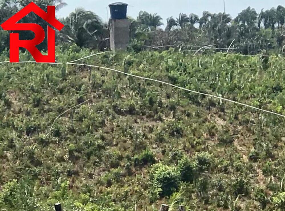 Fazenda - Foto 6