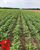 Fazenda-Sítio-Chácara - Foto 2