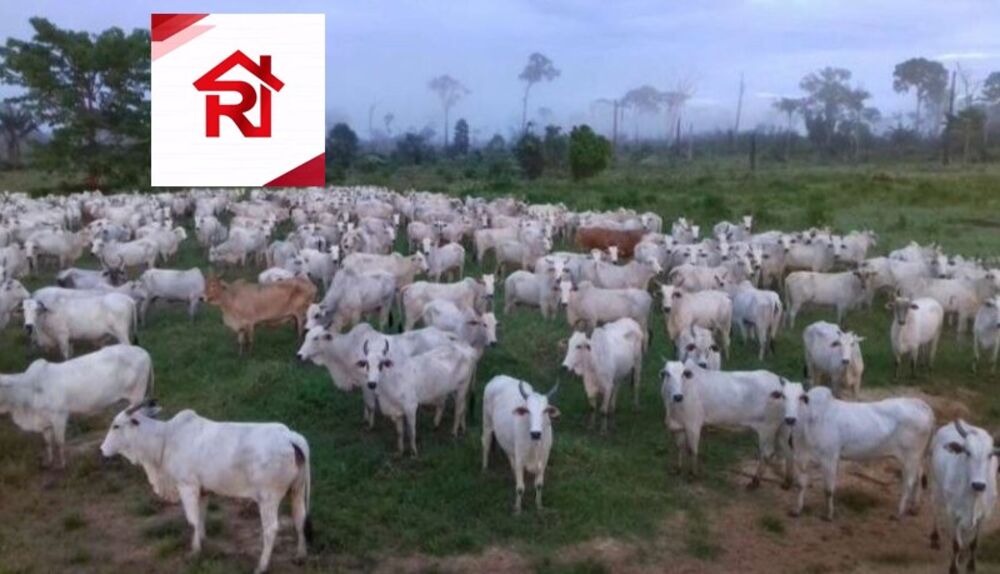 Fazenda-Sítio-Chácara - Foto 2