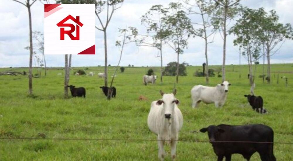 Fazenda-Sítio-Chácara - Foto 3