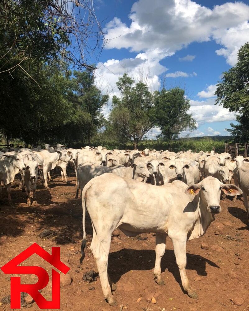 Fazenda-Sítio-Chácara - Foto 1