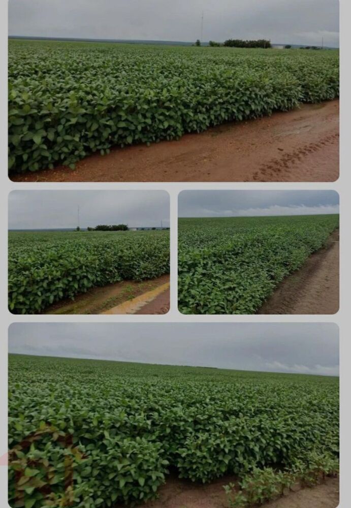 Fazenda à venda - Foto 3