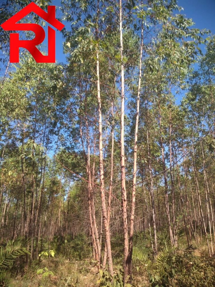 Fazenda à venda, 1060m² - Foto 1