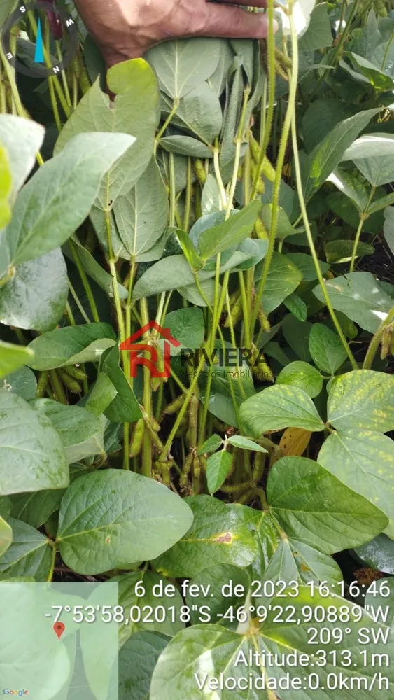 Fazenda - Foto 7