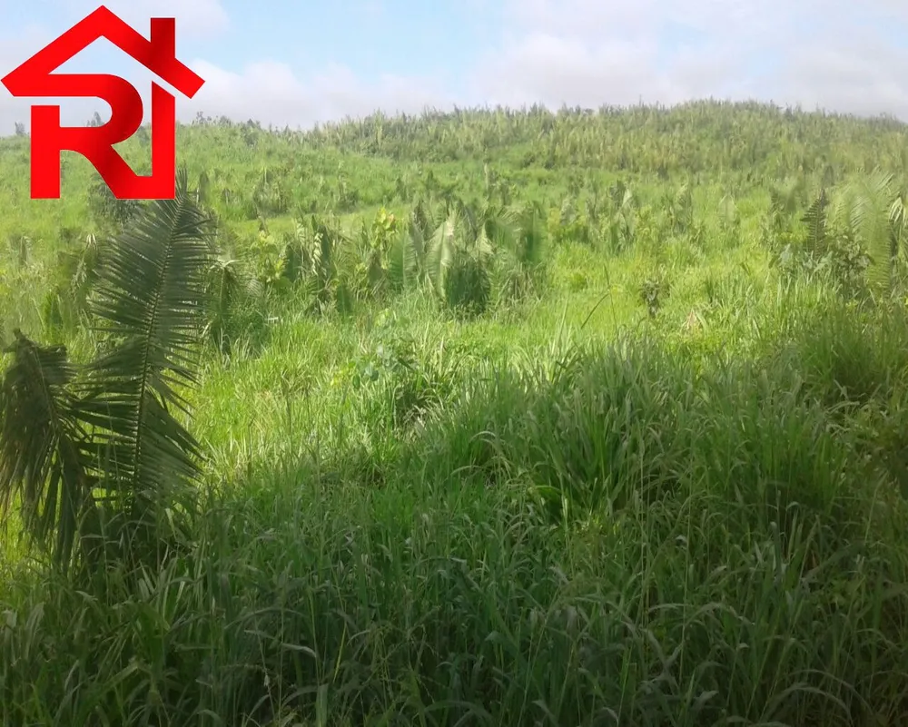 Fazenda - Foto 4