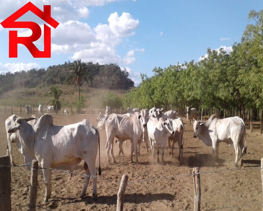 Fazenda - Foto 11