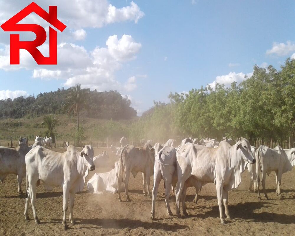 Fazenda - Foto 15