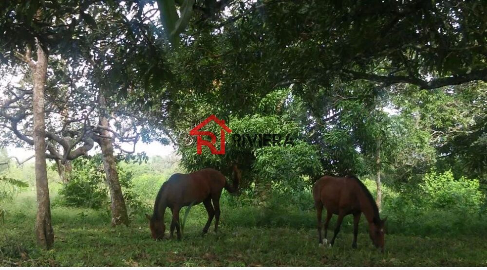 Fazenda - Foto 5