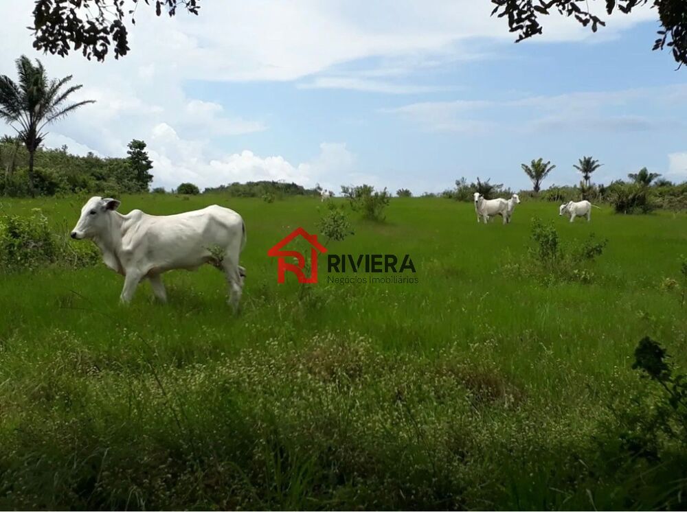 Fazenda - Foto 4