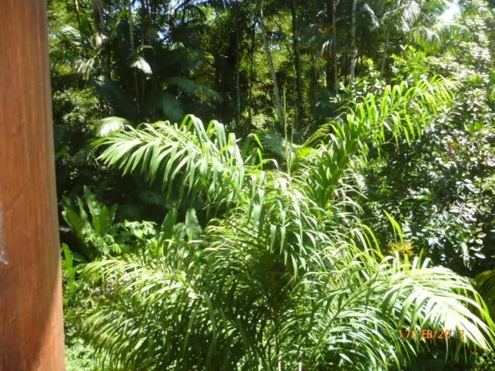Sítio, 3 quartos, 6 hectares - Foto 32