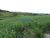 Terreno, 8 hectares - Foto 4
