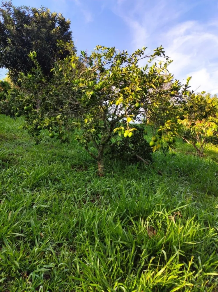 Terreno, 3 hectares - Foto 6