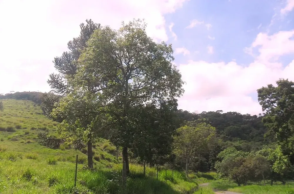 Fazenda, 235 hectares - Foto 8