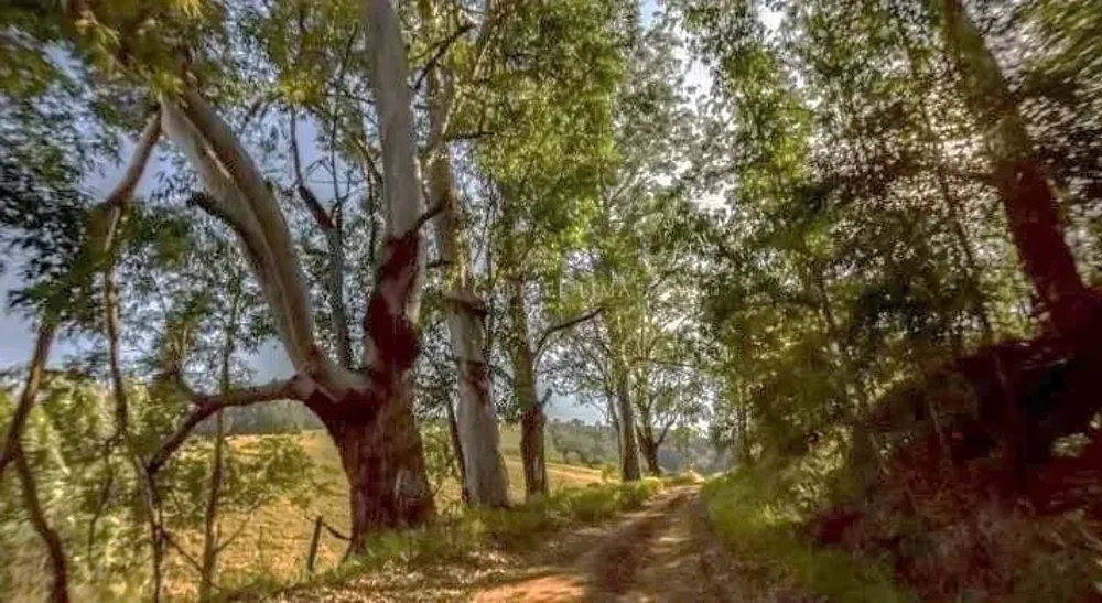 Fazenda, 131 hectares - Foto 11