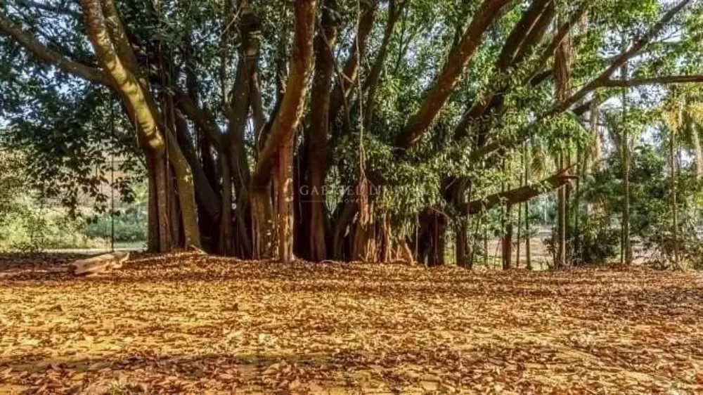 Fazenda, 131 hectares - Foto 6