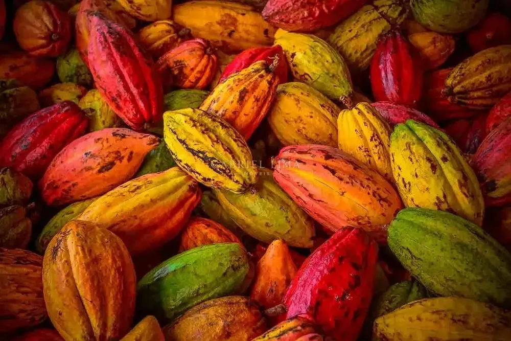 Fazenda, 2500 hectares - Foto 1