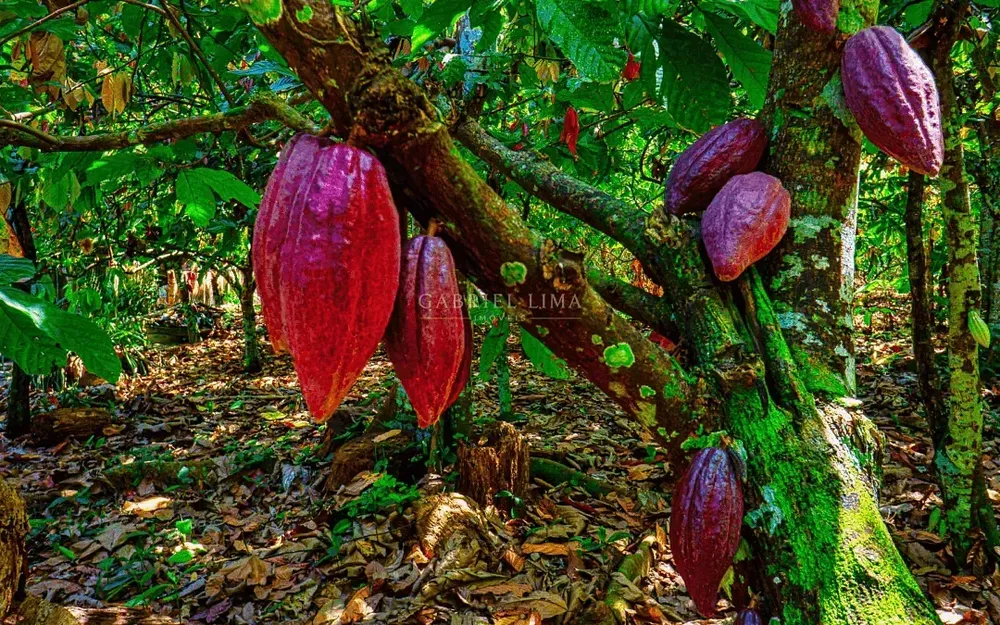 Fazenda, 2500 hectares - Foto 4