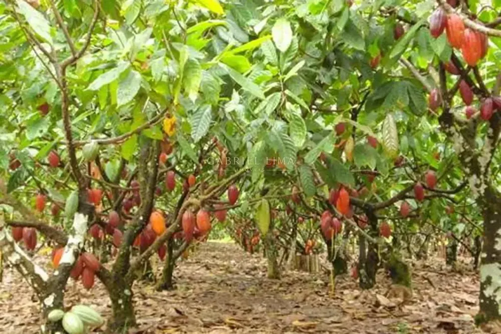 Fazenda, 2500 hectares - Foto 7