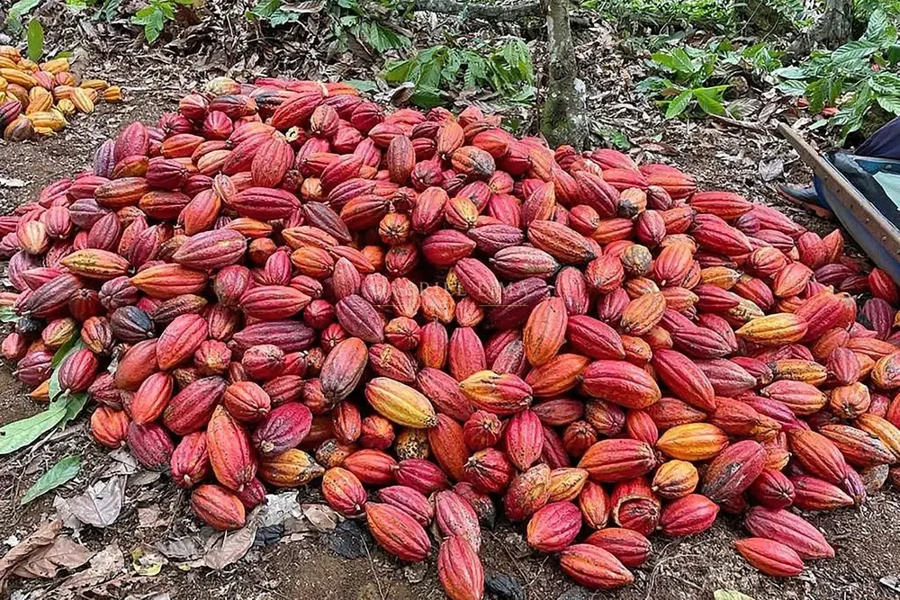 Fazenda, 2500 hectares - Foto 8