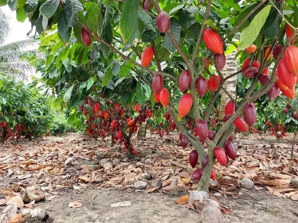 Fazenda, 2423 hectares - Foto 4