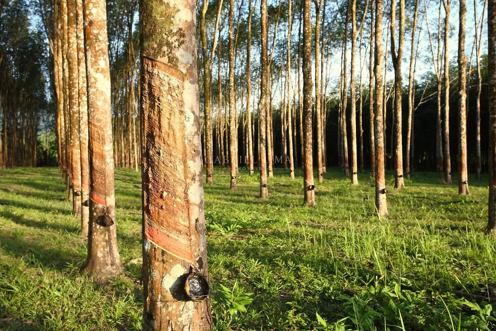 Fazenda, 2423 hectares - Foto 6