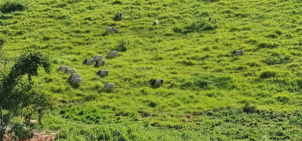 Fazenda, 186 hectares - Foto 2