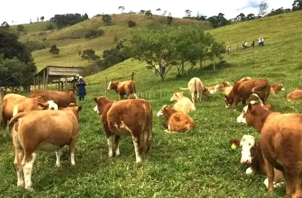 Fazenda, 453 hectares - Foto 4