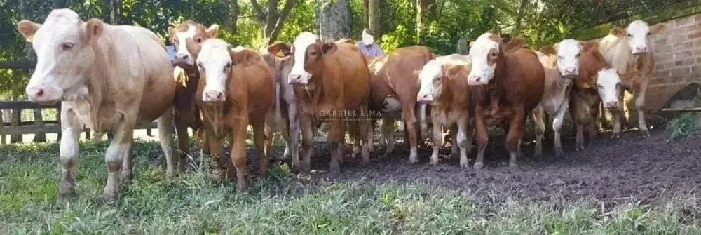 Fazenda, 453 hectares - Foto 6
