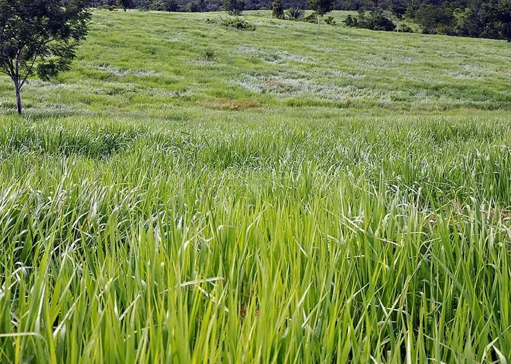 Fazenda, 39000 hectares - Foto 7
