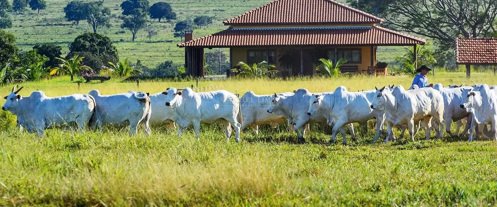 Fazenda, 30500 hectares - Foto 9