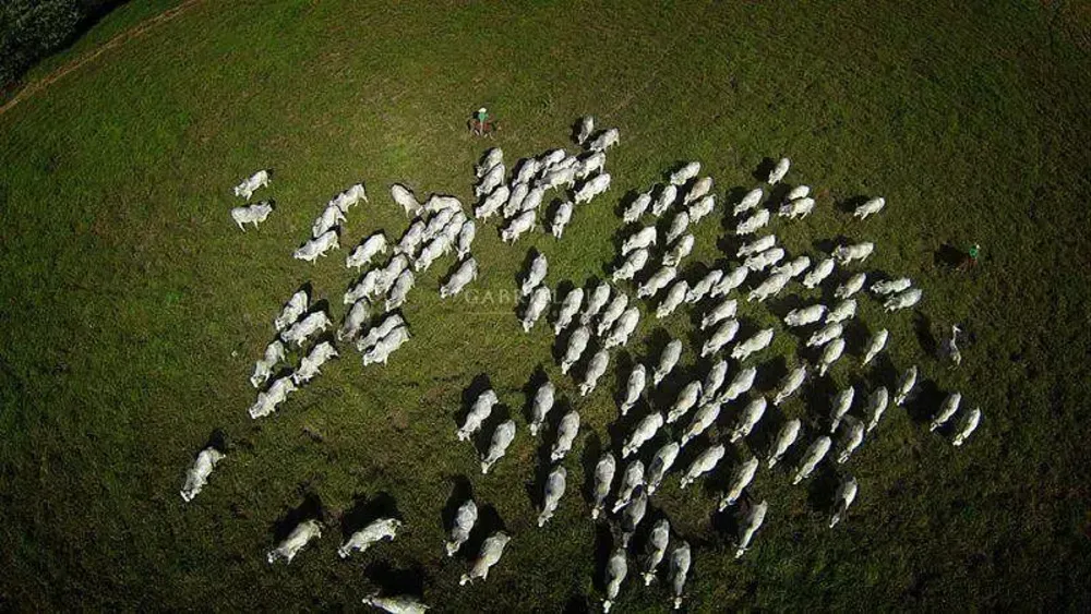 Fazenda, 30500 hectares - Foto 4
